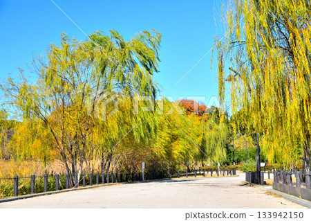 東京都立舍利公園/水禽池區（東京都足立區）[2025年12月] 133942150