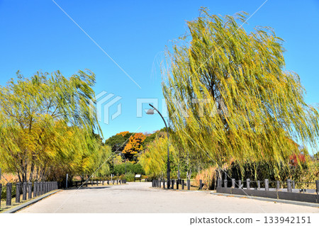 Tokyo Metropolitan Toneri Park / Waterfowl Pond Area (Adachi Ward, Tokyo) [December 2025] 133942151
