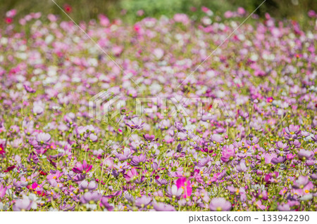 A view of the cosmos fields at Mukogasa in Iwata City (Shizuoka Prefecture) 133942290