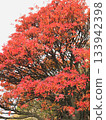Bright red autumn leaves 133942398