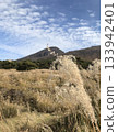 Japanese silver grass on a sunny autumn day 133942401