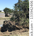 A tree that has fallen by the typhoon 133942406