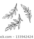 Vector illustration of three arugula leaves drawn with textured ink lines. Botanical food element suitable for salad designs, menu graphics, packaging templates and cooking themed projects Vector illustration of three arugula leaves drawn with textured ink lines. Botanical food element suitable for salad designs, menu graphics, packaging templates and cooking themed projects 133942424