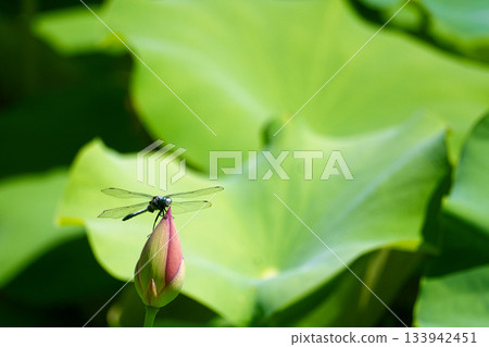 蜻蜓棲息在一朵蓮花 蜻蜓棲息在一朵蓮花 133942451