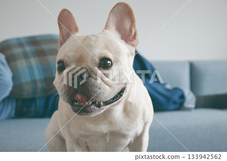 狗狗和女人在沙發上放鬆 133942562