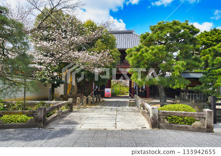 京都本峰寺(京都府京都市上京區)的櫻花真美 京都本峰寺(京都府京都市上京區)的櫻花真美 133942655
