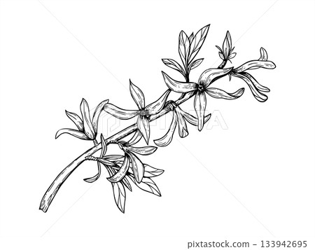 Spring forsythia branch in blossom line art black ink sketch. Monochrome first blooming bush flowers vector isolated illustration. Floral element for poster, greeting card, wedding invitation 133942695