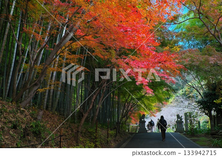 鎌倉的秋天：前往半藏坊神社的路上，竹林與秋葉交相輝映。 133942715