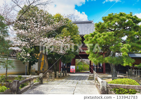 Honpoji Temple, Kyoto: Niomon Gate and beautiful cherry blossoms (Kamigyo Ward, Kyoto City, Kyoto Prefecture) Honpoji Temple, Kyoto: Niomon Gate and beautiful cherry blossoms (Kamigyo Ward, Kyoto City, Kyoto Prefecture) 133942783