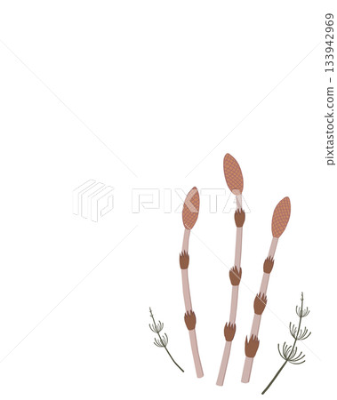 Illustration of a row of horsetails Illustration of a row of horsetails 133942969