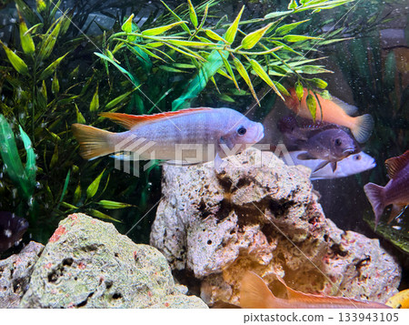 Cichlids are a family of fish that are very popular in aquariums. 133943105