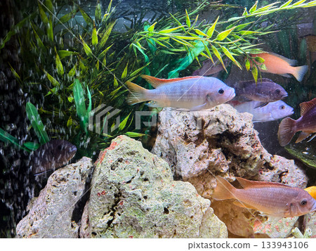 Cichlids are a family of fish that are very popular in aquariums. 133943106