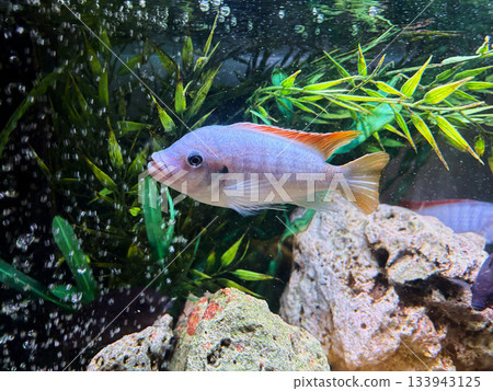 Cichlids are a family of fish that are very popular in aquariums. Cichlids are a family of fish that are very popular in aquariums. 133943125