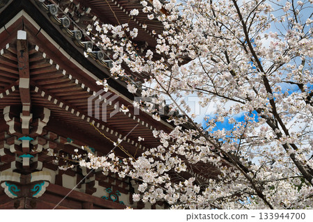 京都本峰寺(京都府京都市上京區)的櫻花真美 京都本峰寺(京都府京都市上京區)的櫻花真美 133944700