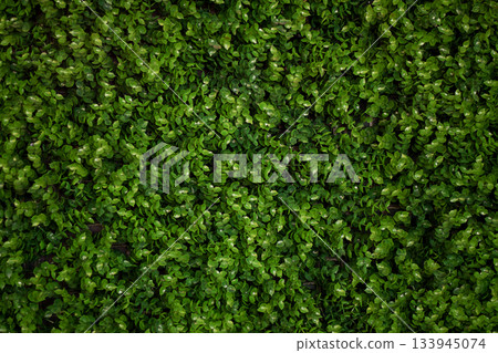 Dense green hedge close-up of vibrant foliage for nature and garden visuals Dense green hedge close-up of vibrant foliage for nature and garden visuals 133945074