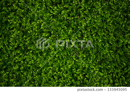 Lush green hedge wall with dense leaves and vibrant foliage, natural privacy backdrop for gardens Lush green hedge wall with dense leaves and vibrant foliage, natural privacy backdrop for gardens 133945095