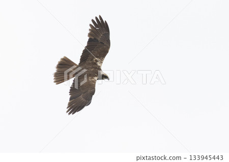 Western marsh harrier flying over Wolkenberg nature reserve in Baarn during the day in search of food and prey Western marsh harrier flying over Wolkenberg nature reserve in Baarn during the day in search of food and prey 133945443