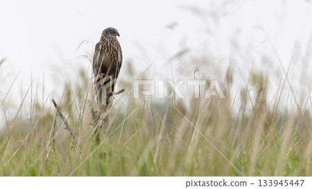 Western marsh harrier hunts in grasslands of Wolkenberg nature reserve in Baarn during early morning light 133945447