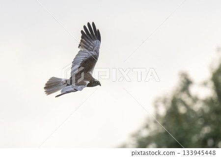 Western marsh harrier soaring over nature reserve Wolkenberg in Baarn during a clear day 133945448