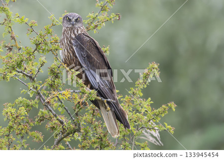 Western marsh harrier perched on a branch at Wolkenberg nature reserve in Baarn during a sunny day Western marsh harrier perched on a branch at Wolkenberg nature reserve in Baarn during a sunny day 133945454