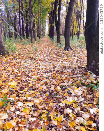 Autumn forest path blanketed with colorful leaves, serene walk through trees 133945739