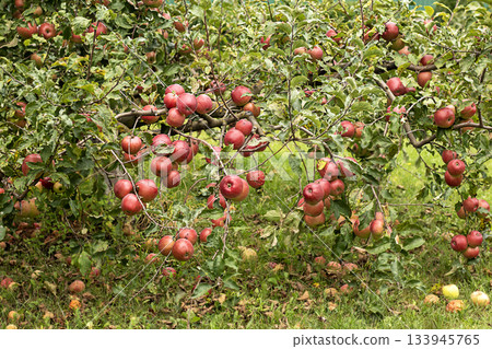 Apples on a lush tree in an orchard with ripe red fruit and green leaves Apples on a lush tree in an orchard with ripe red fruit and green leaves 133945765