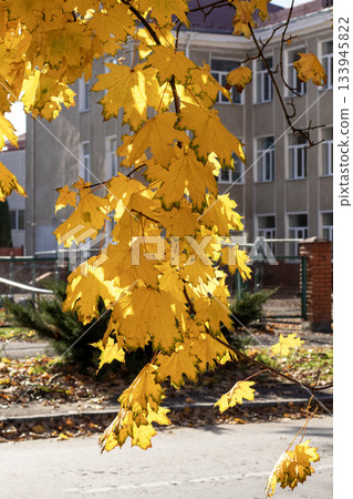 Autumn yellow leaves on a branch with buildings in the background, sunlit street scene Autumn yellow leaves on a branch with buildings in the background, sunlit street scene 133945822