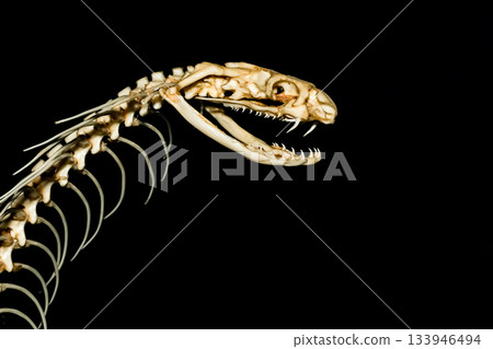 Close up head bone snake for pattern bone snake on black background Close up head bone snake for pattern bone snake on black background 133946494
