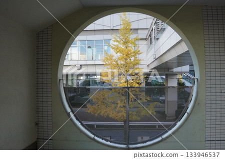 Ginkgo trees in front of Odaiba-kaihinkoen Station 133946537