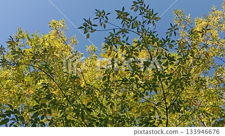 This image captures a vibrant tree canopy with autumn leaves transitioning to gold against a clear blue sky, showcasing nature s beauty and seasonal change, perfect for tourism. 133946676