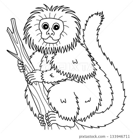 Black Lion Tamarin Isolated Coloring Page for Kids Black Lion Tamarin Isolated Coloring Page for Kids 133946711