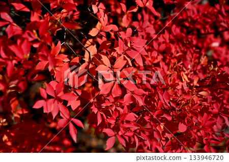 Red-stained Enkianthus leaves Red-stained Enkianthus leaves 133946720