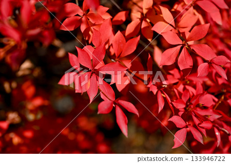 染成紅色的吊鐘花葉片 133946722