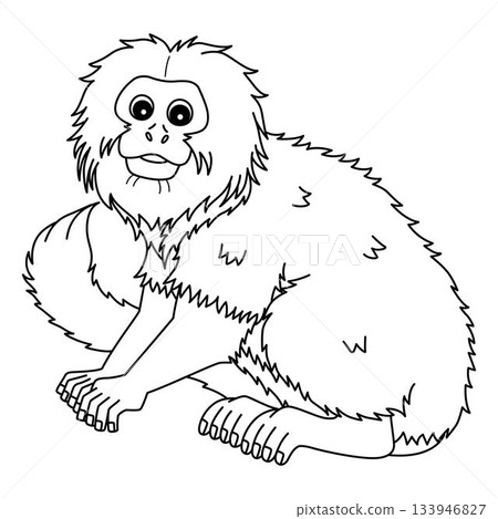 Golden Lion Tamarin Monkey Isolated Coloring Page Golden Lion Tamarin Monkey Isolated Coloring Page 133946827