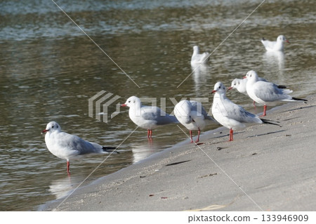 Japanese Gull of Odaiba Beach Park 133946909