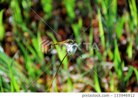 【山景】攀登福島縣日向岳，以及廣澤田代的蜻蜓 133946912