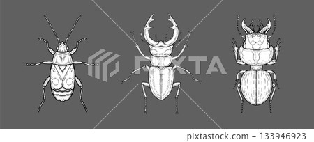 Detailed hand-drawn beetle illustrations isolated on dark background in sketch style. Detailed hand-drawn beetle illustrations isolated on dark background in sketch style. 133946923