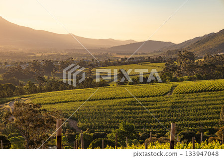 Vineyard landscape at sunset with mountains. Stellenbosch, South Africa. vine grapes rows. Wine farm. Vineyard landscape at sunset with mountains. Stellenbosch, South Africa. vine grapes rows. Wine farm. 133947048