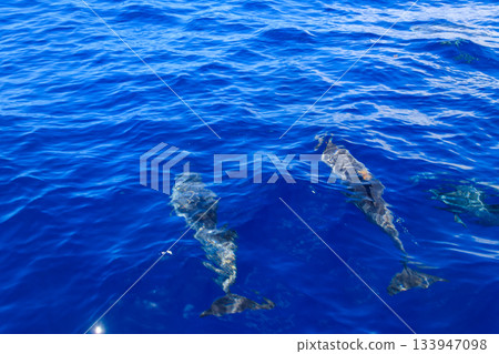 Atlantic spotted dolphin (Stenella frontalis), swimming in the Atlantic Ocean, Funchal, Madeira, Portugal Atlantic spotted dolphin (Stenella frontalis), swimming in the Atlantic Ocean, Funchal, Madeira, Portugal 133947098