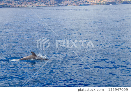 Atlantic spotted dolphin (Stenella frontalis), swimming in the Atlantic Ocean, Funchal, Madeira, Portugal Atlantic spotted dolphin (Stenella frontalis), swimming in the Atlantic Ocean, Funchal, Madeira, Portugal 133947099