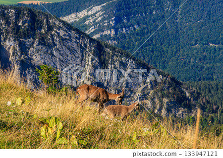 Alpine Ibex with baby (Capra ibex) in habitat at Creux du Van, Neuchatel canton, Switzerland 133947121