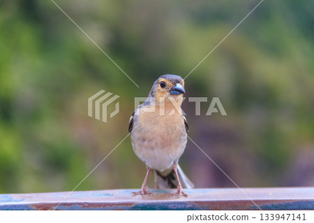Madeiran chaffinch (Fringilla coelebs maderensis) at Miradouro dos Balcoes viewpoint in Ribeiro Frio National park in Madeira, Portugal. Bird endemic to the Portuguese island of Madeira 133947141
