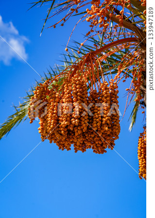Close-up view of ripe date fruit clusters hanging on a palm tree. Natural tropical texture, detailed botanical elements, and warm sunlight create a fresh organic atmosphere. Ideal for themes related 133947189