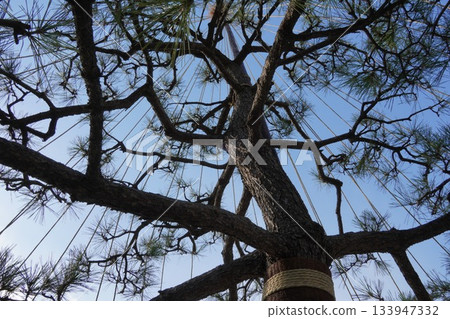 Snow-hanging pine trees in Odaiba (for tourism?) 133947332