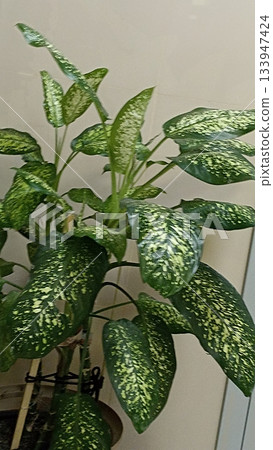 A stunning Dieffenbachia plant, known as dumb cane, features lush green leaves with yellow speckles. It brings a refreshing touch of nature to any indoor space, perfect for home or office decor. A stunning Dieffenbachia plant, known as dumb cane, features lush green leaves with yellow speckles. It brings a refreshing touch of nature to any indoor space, perfect for home or office decor. 133947424