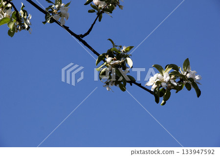 A close-up of apple blossoms in spring light, against a bright blue sky A close-up of apple blossoms in spring light, against a bright blue sky 133947592