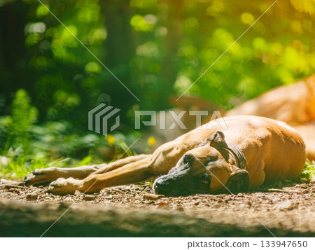 Dog greyhound is resting outdoors. Spanish galgo. Dog greyhound is resting outdoors. Spanish galgo. 133947650
