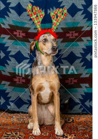 spotted dog in Christmas outfit, with checkered antlers on its head. Christmas ornament.  133947866
