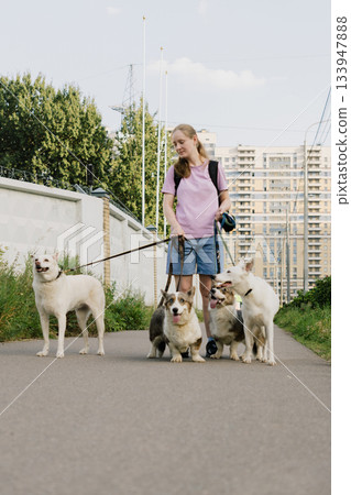 woman is professional dog walker and trainer keeps animals on leash. Dogs of different sizes breeds. 133947888