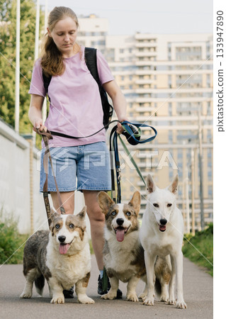 woman is professional dog walker and trainer keeps animals on leash. Dogs of different sizes breeds. 133947890